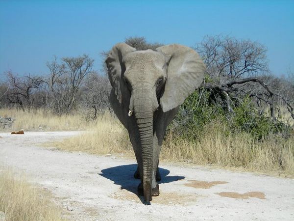 Etosha Park, Namibia – Day 281