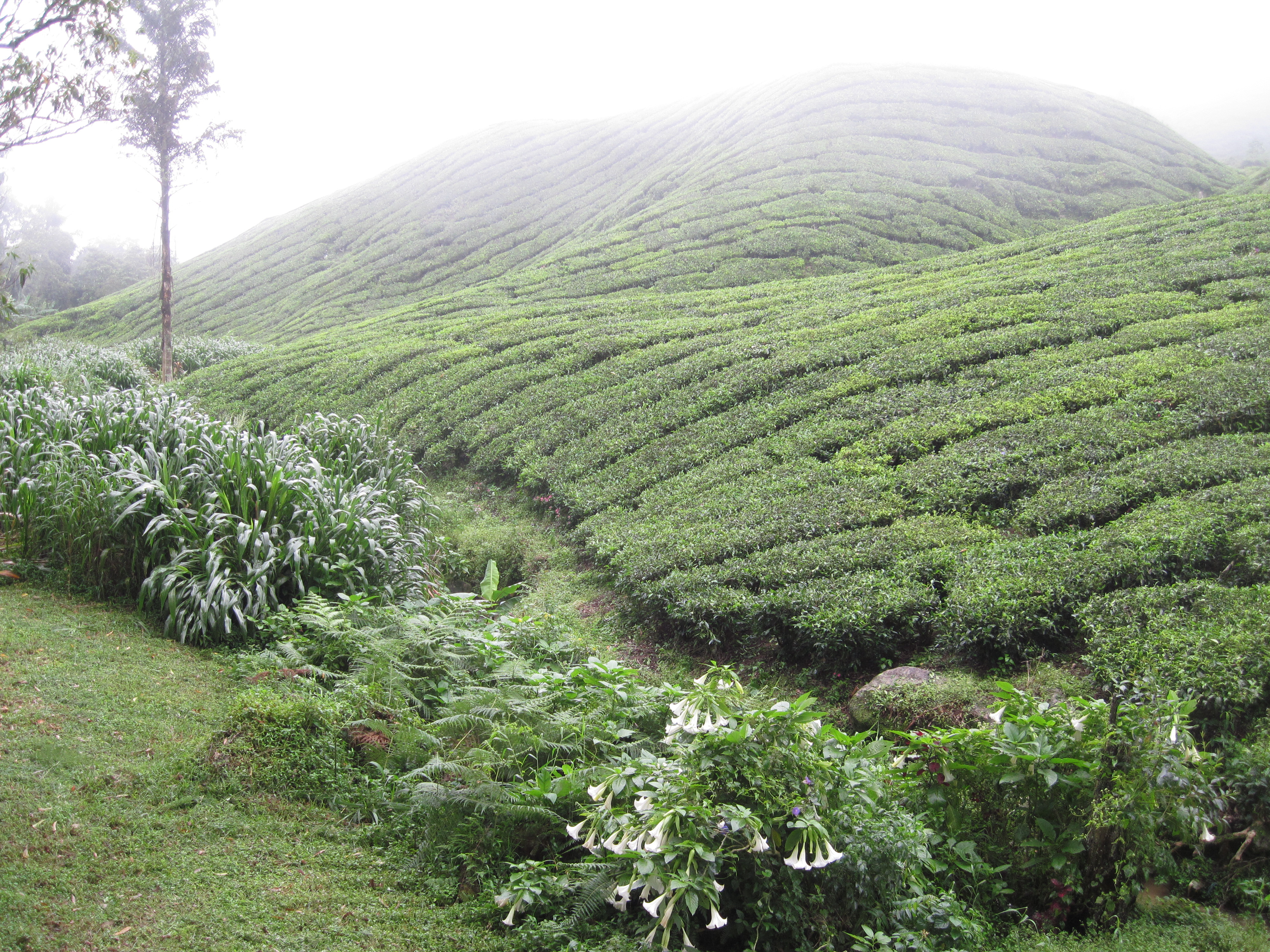 Hiking in the Cameron Highlands